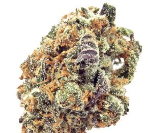 Mimosa
